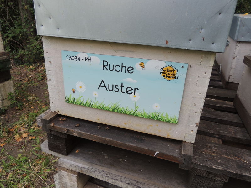 La ruche Auster