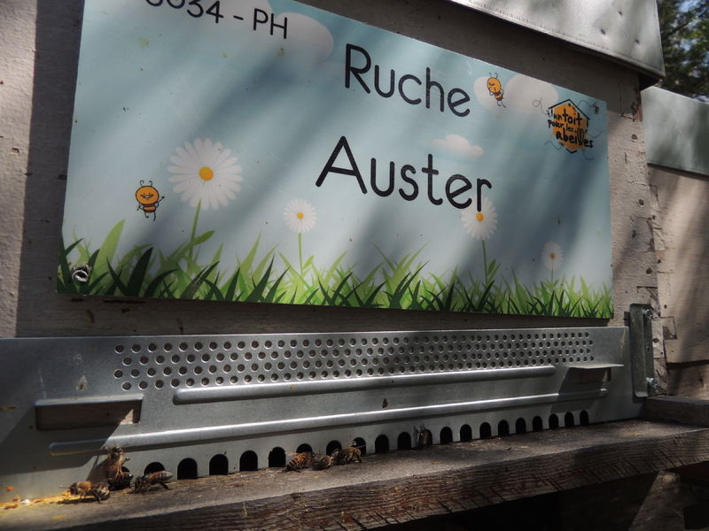 La ruche Auster
