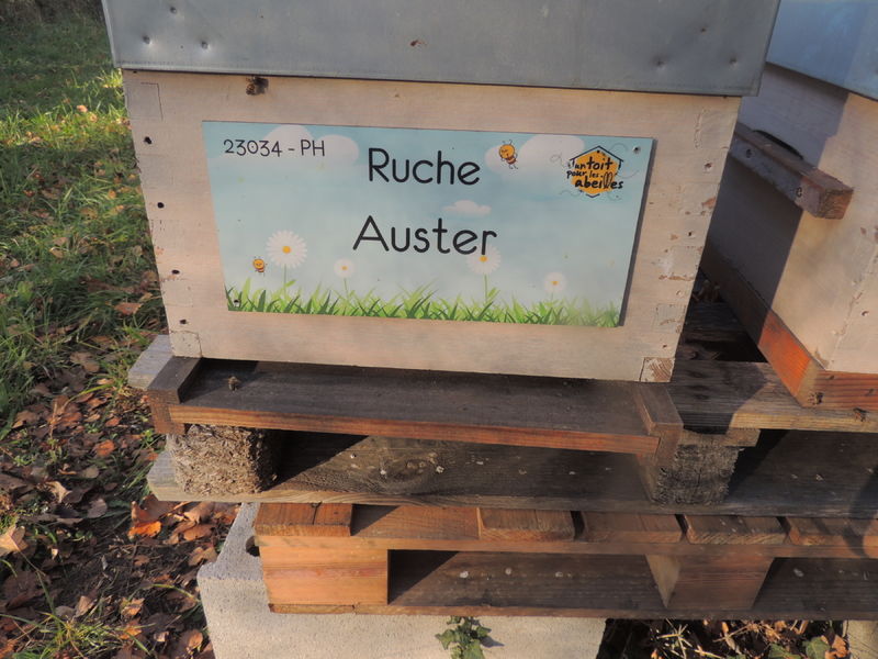 La ruche Auster
