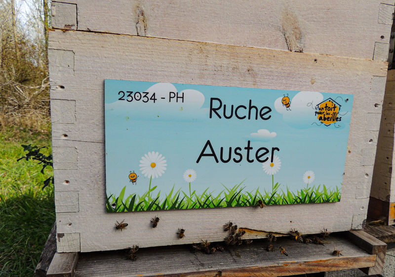 La ruche Auster