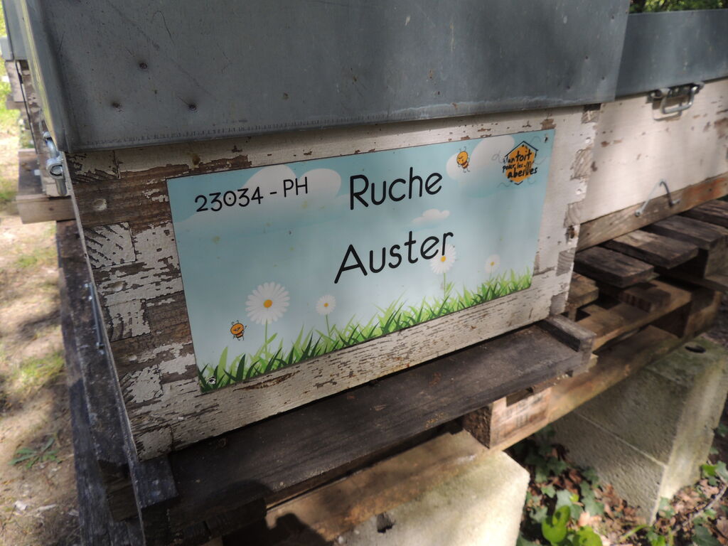 La ruche Auster