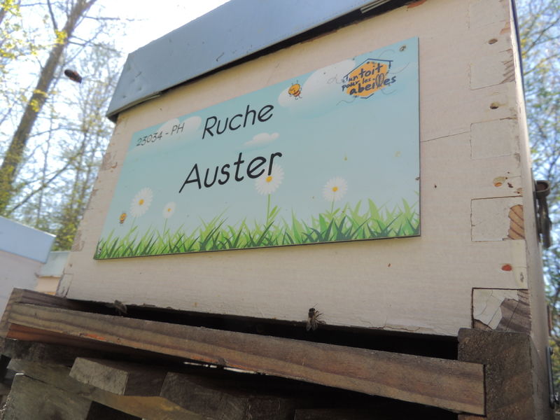 La ruche Auster