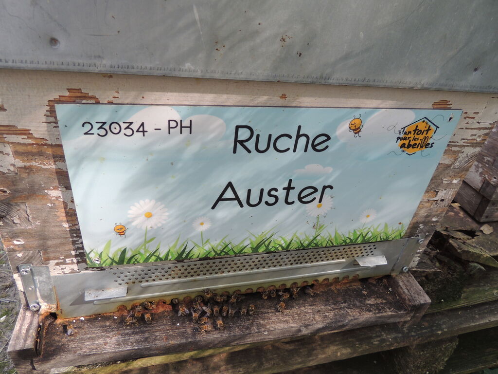 La ruche Auster