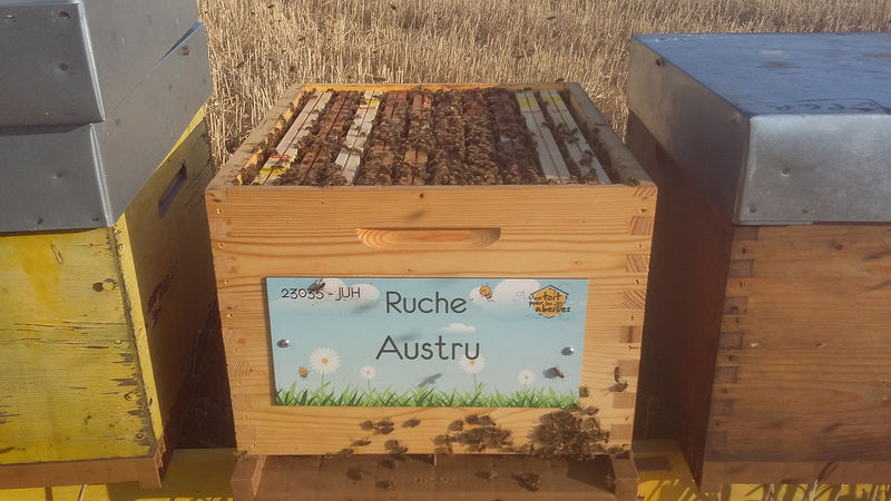 La ruche