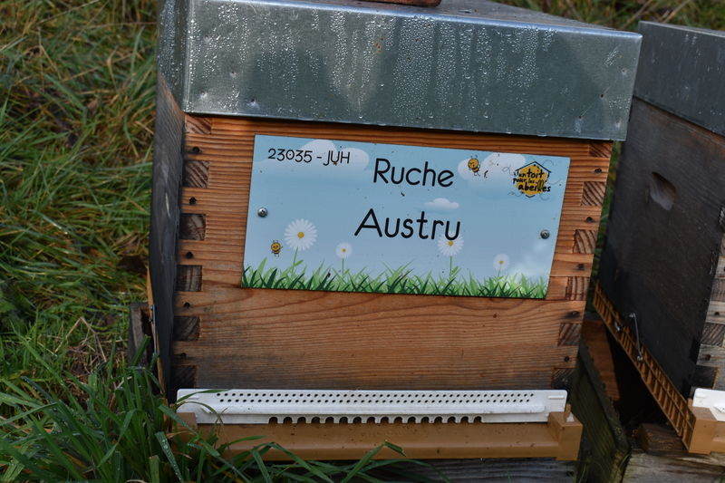 La ruche Austru