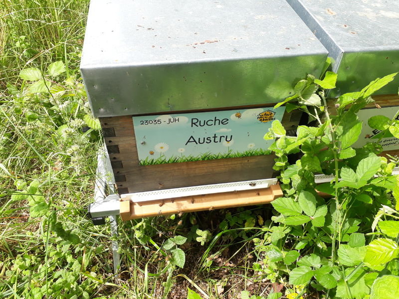 La ruche Austru