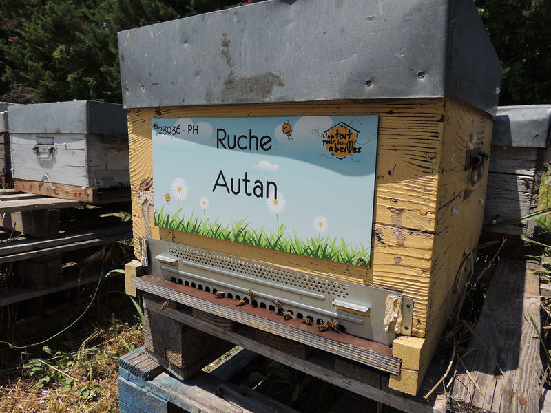 La ruche Autan