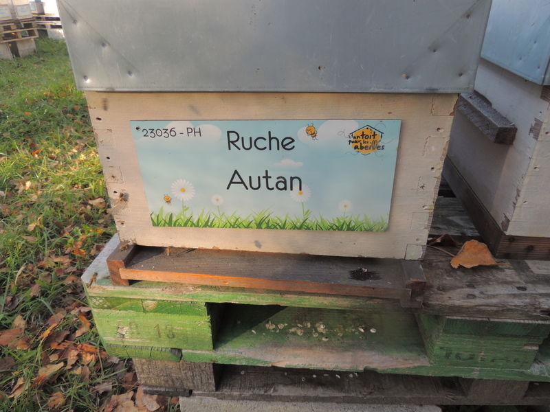 La ruche Autan
