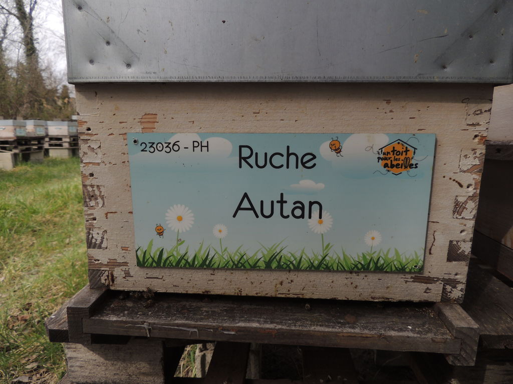 La ruche 