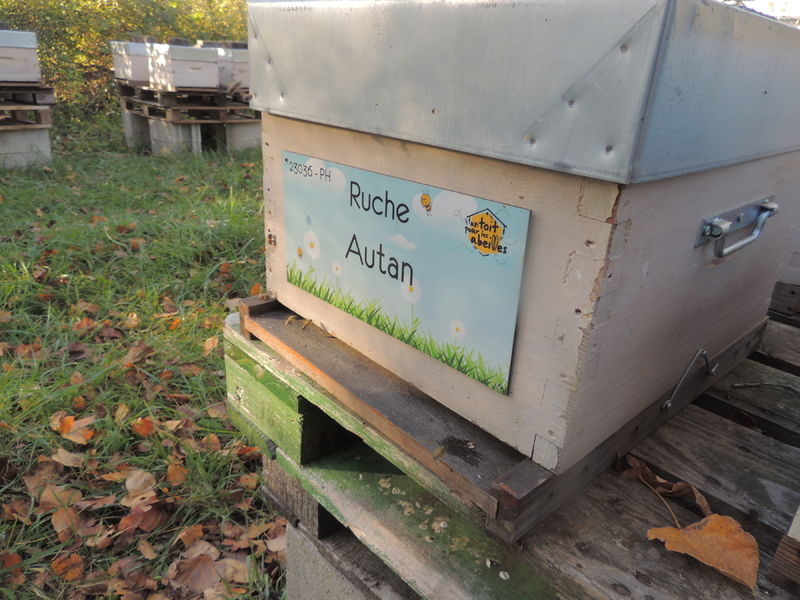 La ruche Autan