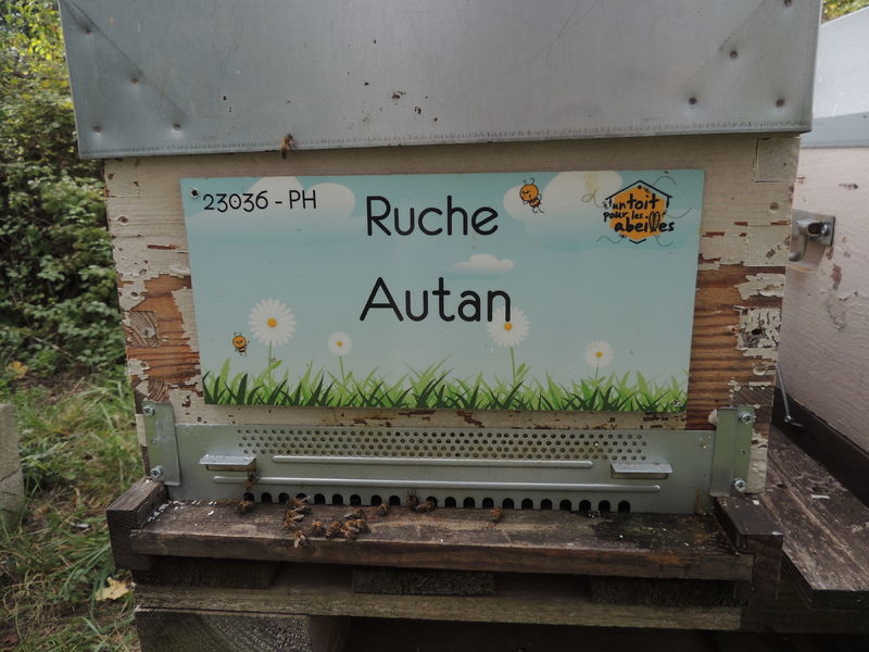 La ruche Autan