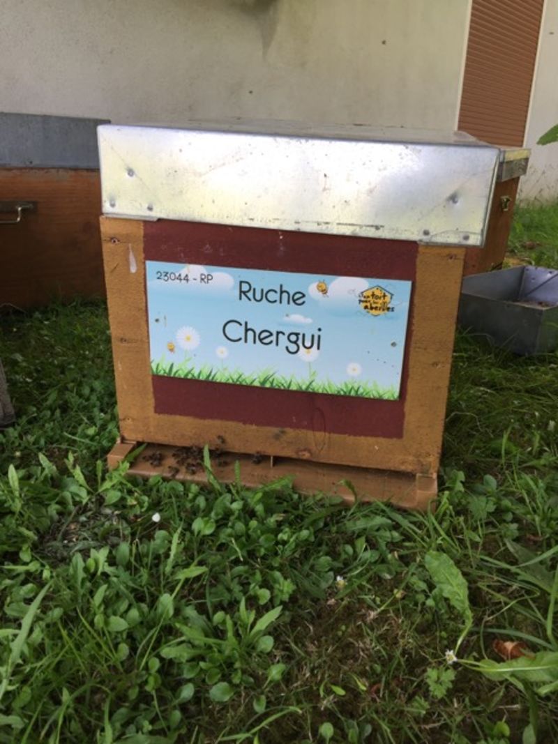 La ruche Chergui