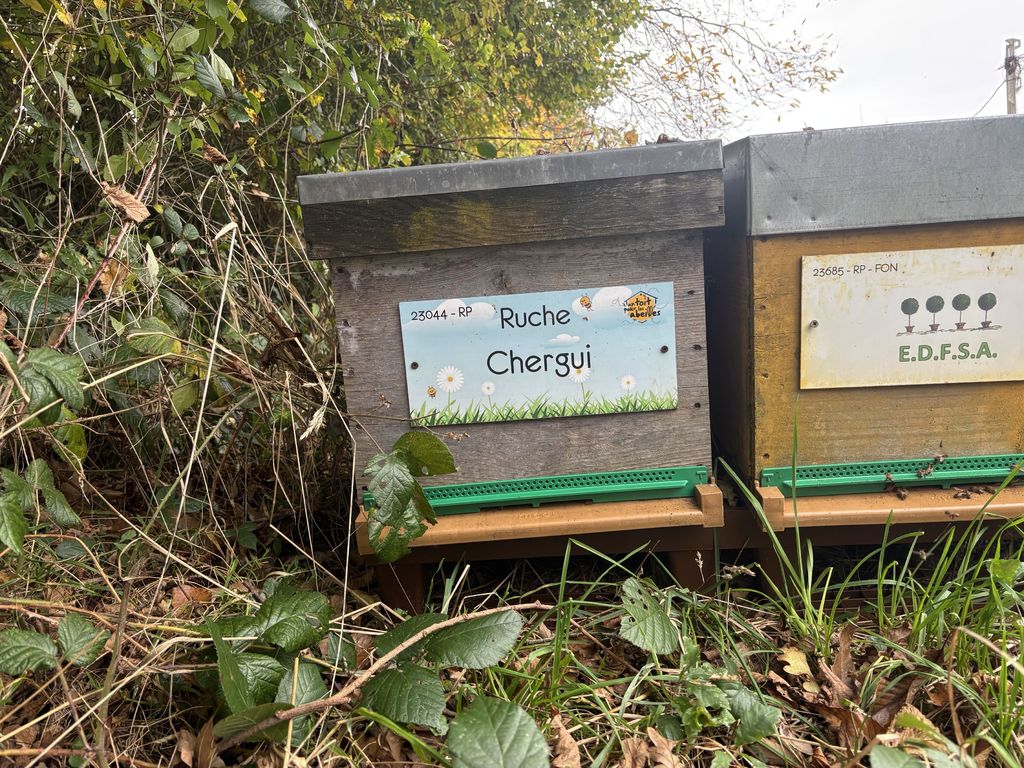 La ruche Chergui