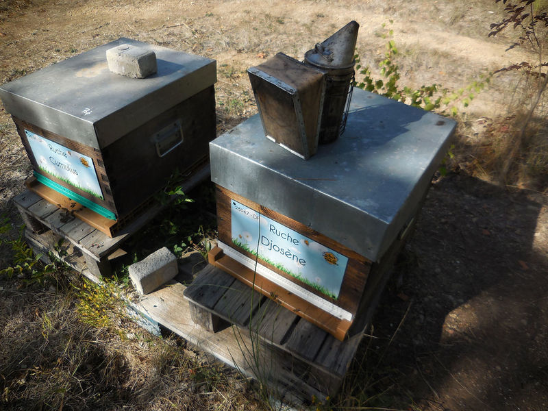 La ruche Djosène