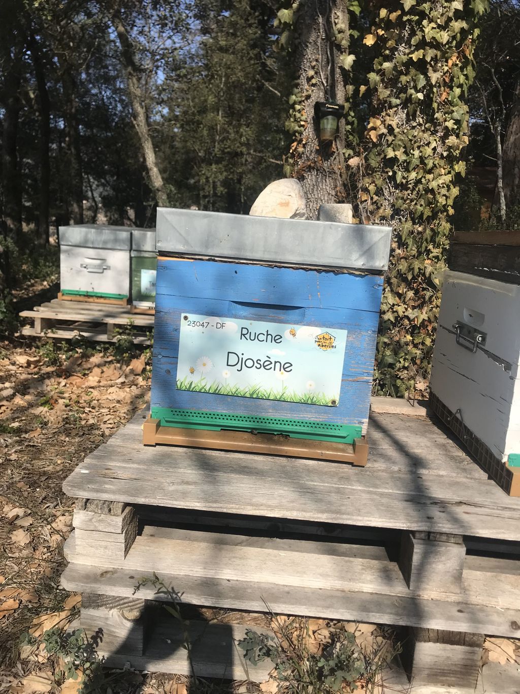 La ruche Djosène