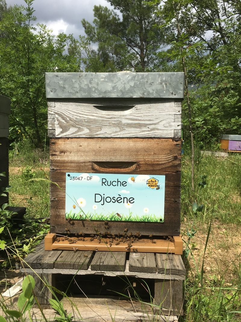La ruche Djosène