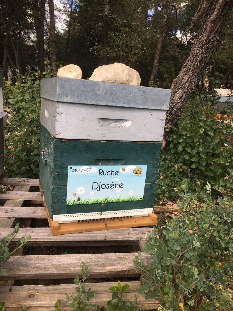La ruche Djosène