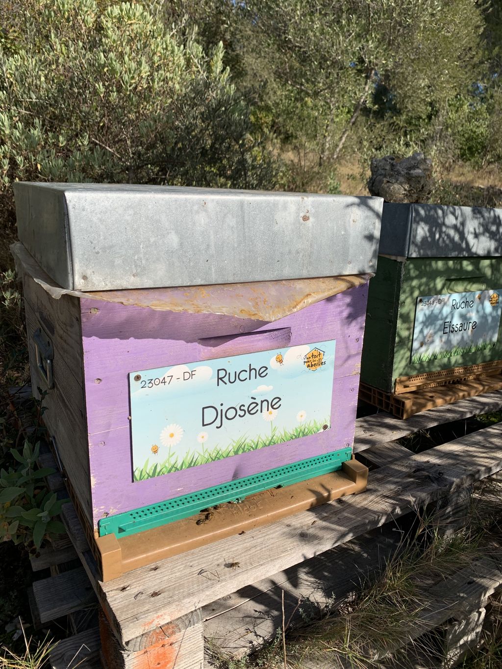 La ruche Djosène