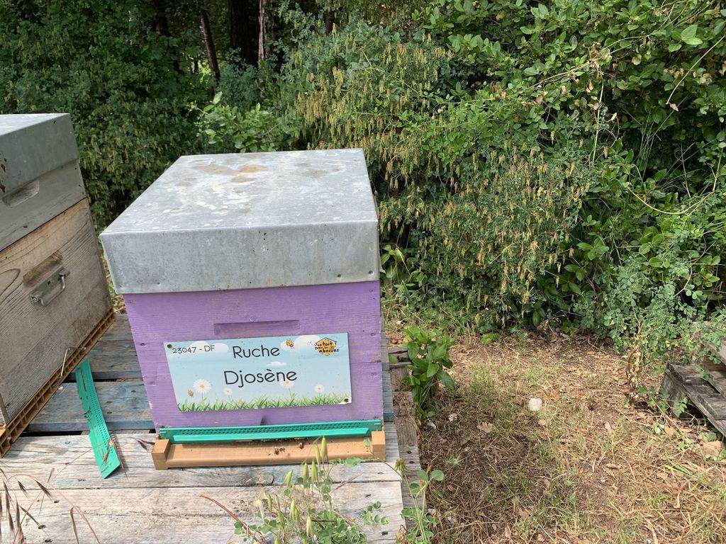 La ruche Djosène