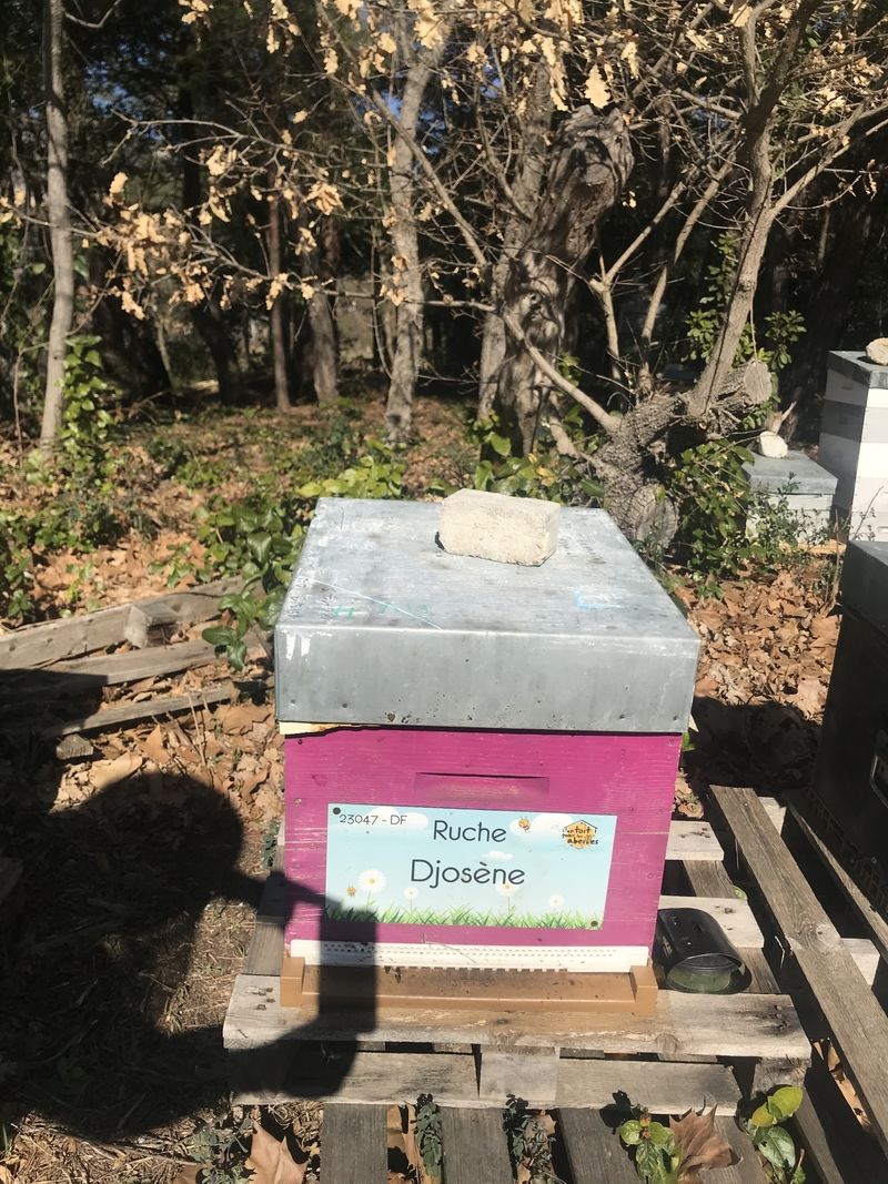 La ruche Djosène
