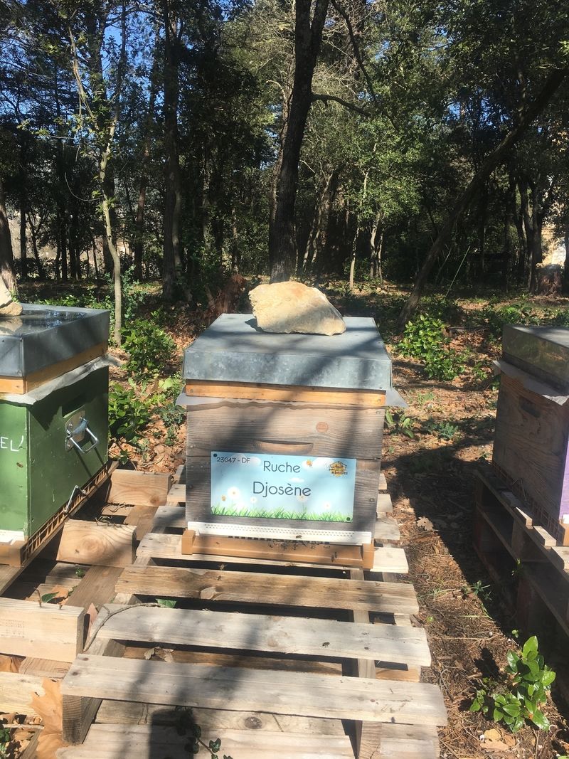 La ruche Djosène