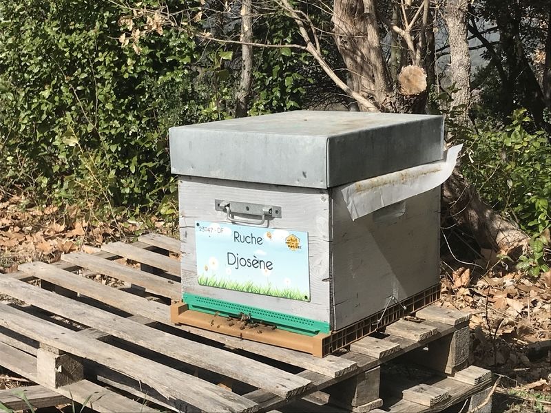 La ruche Djosène