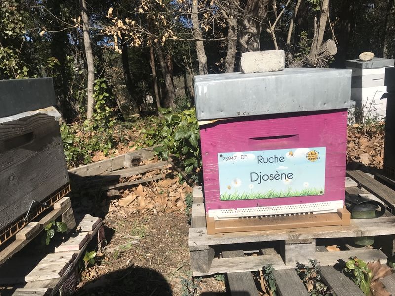 La ruche Djosène