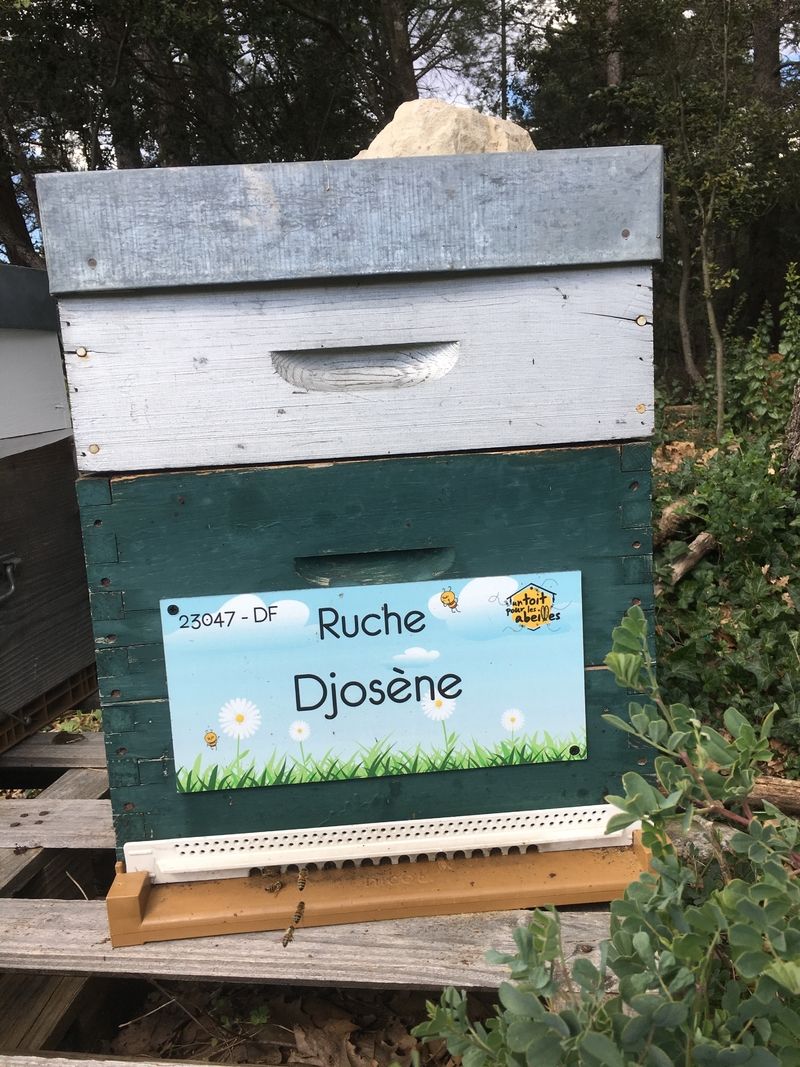 La ruche Djosène