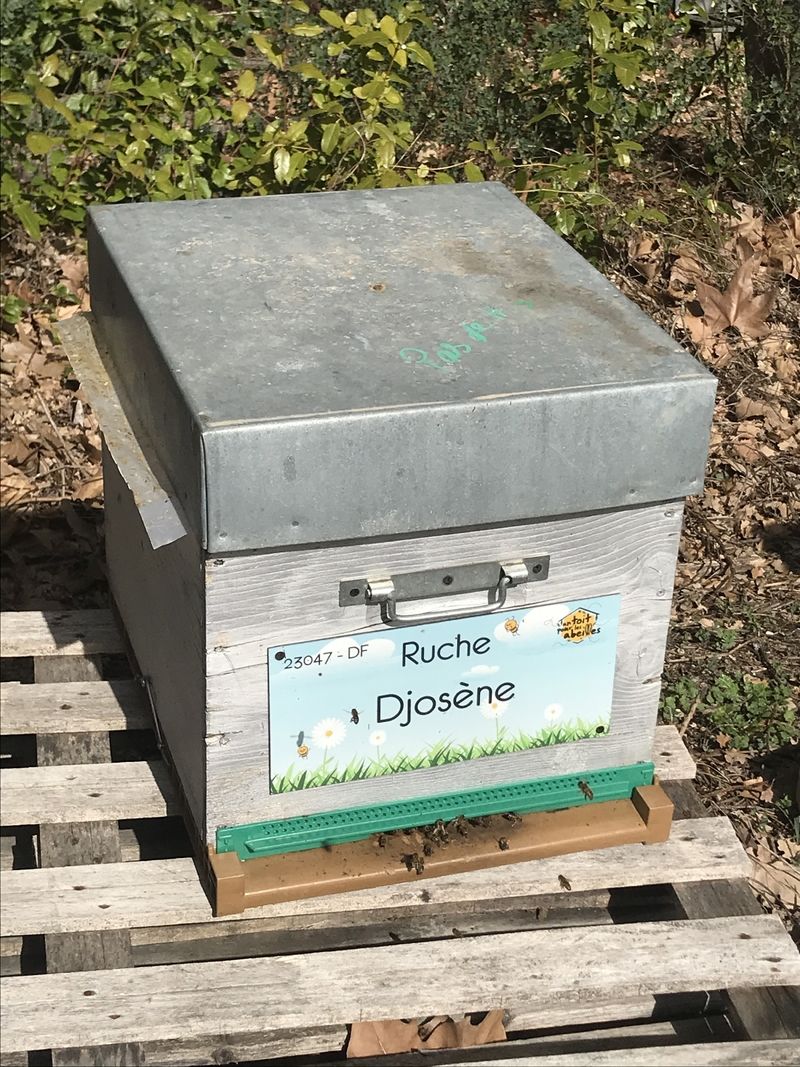 La ruche Djosène