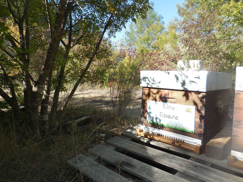 La ruche Eissaure