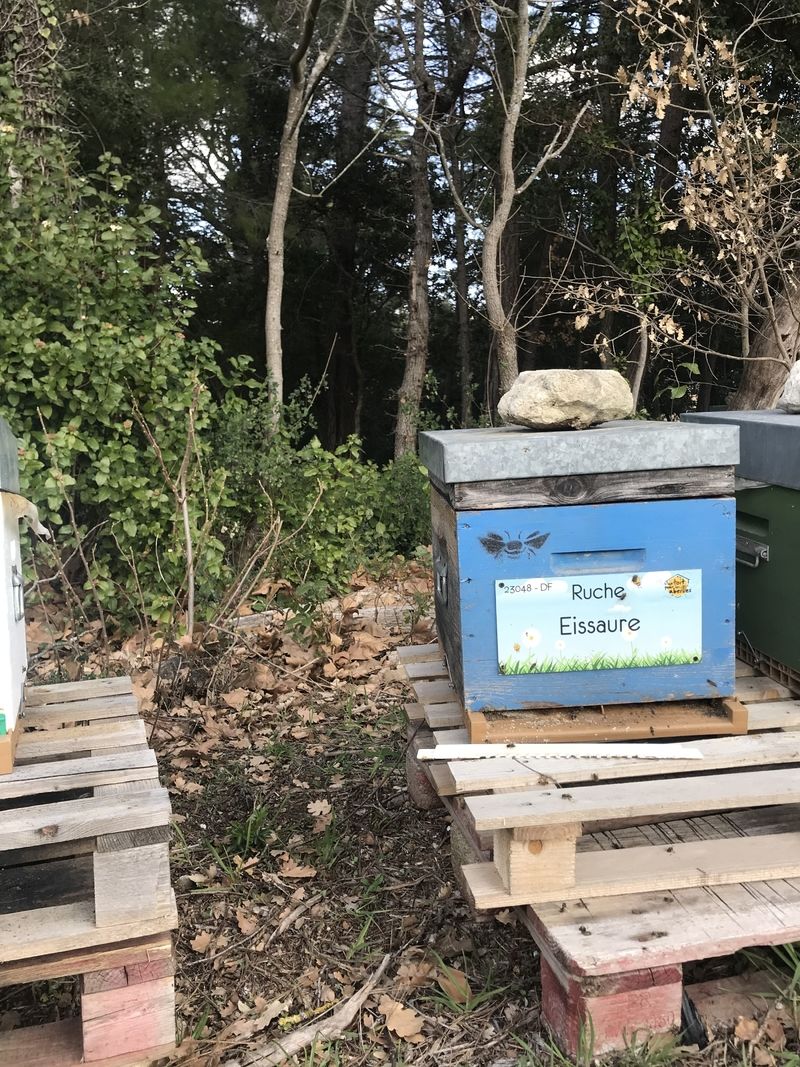 La ruche Eissaure