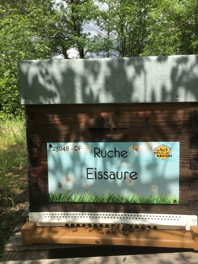 La ruche Eissaure