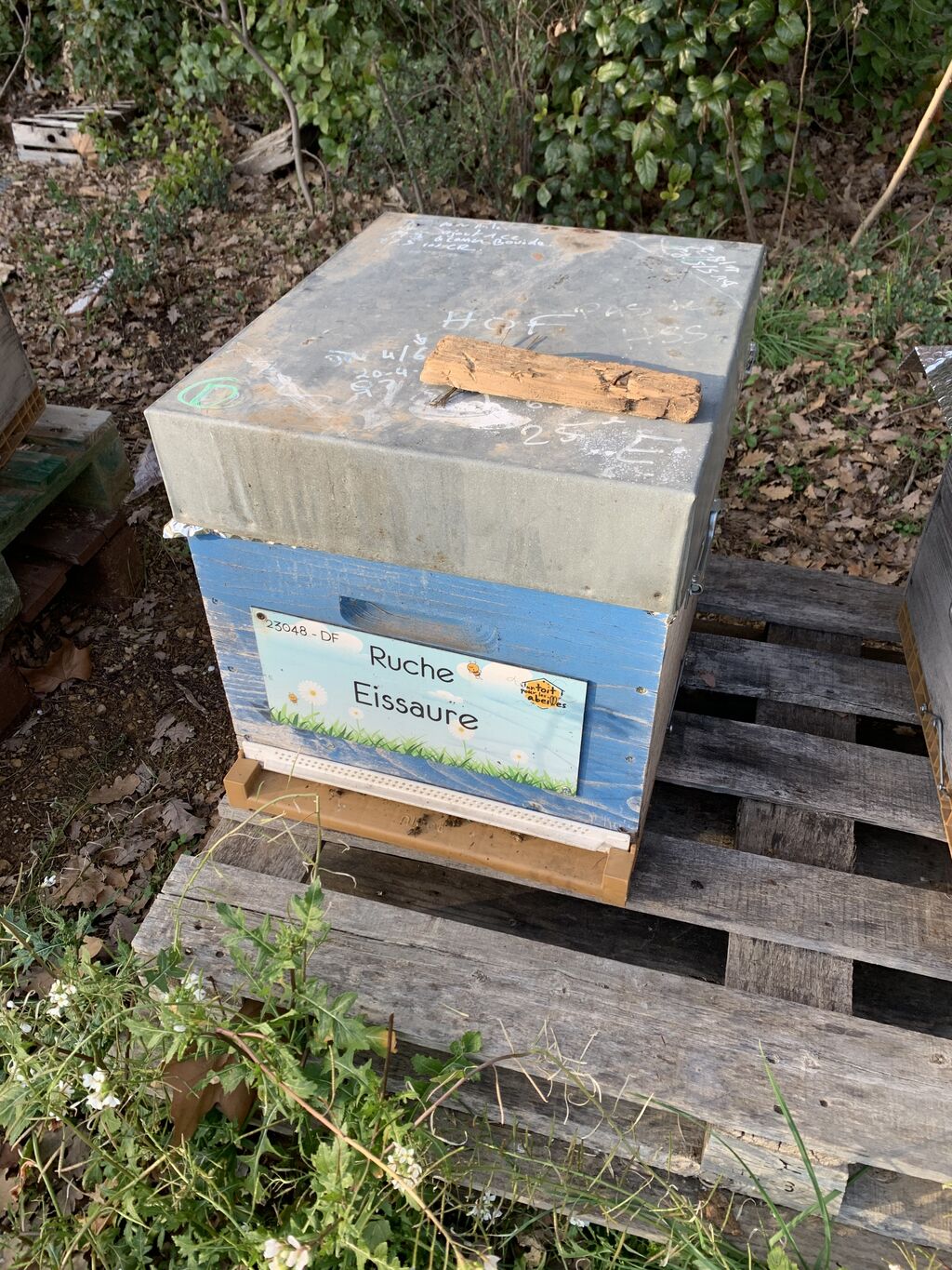 La ruche Eissaure