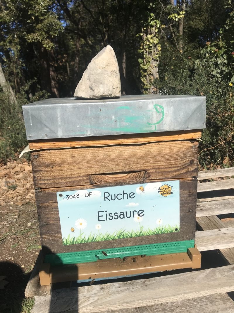 La ruche Eissaure