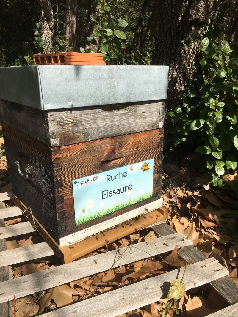 La ruche Eissaure