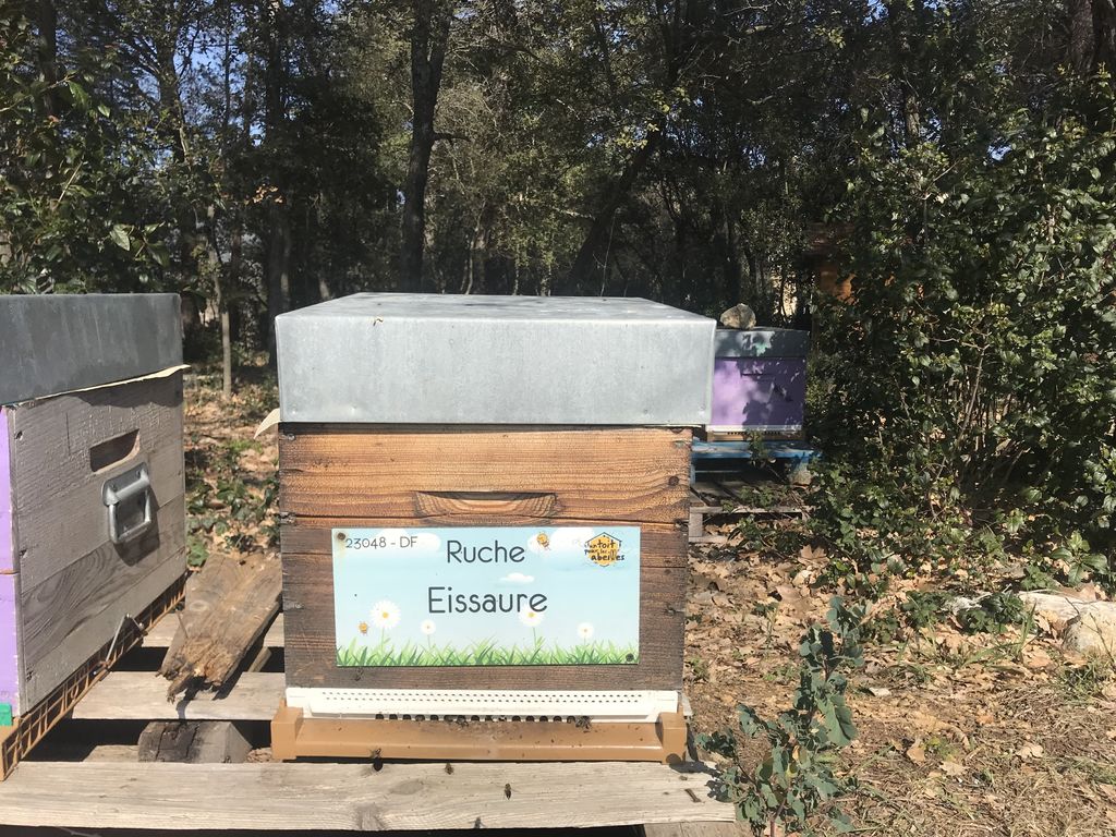 La ruche Eissaure