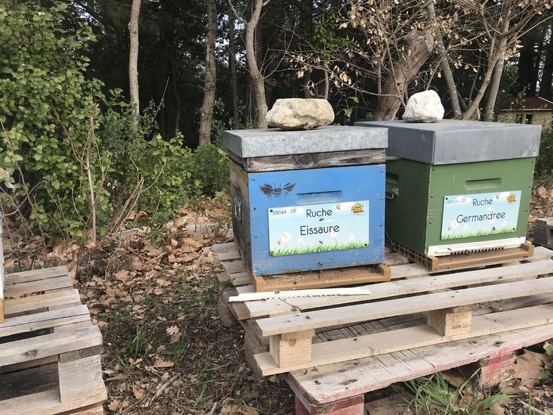 La ruche Eissaure