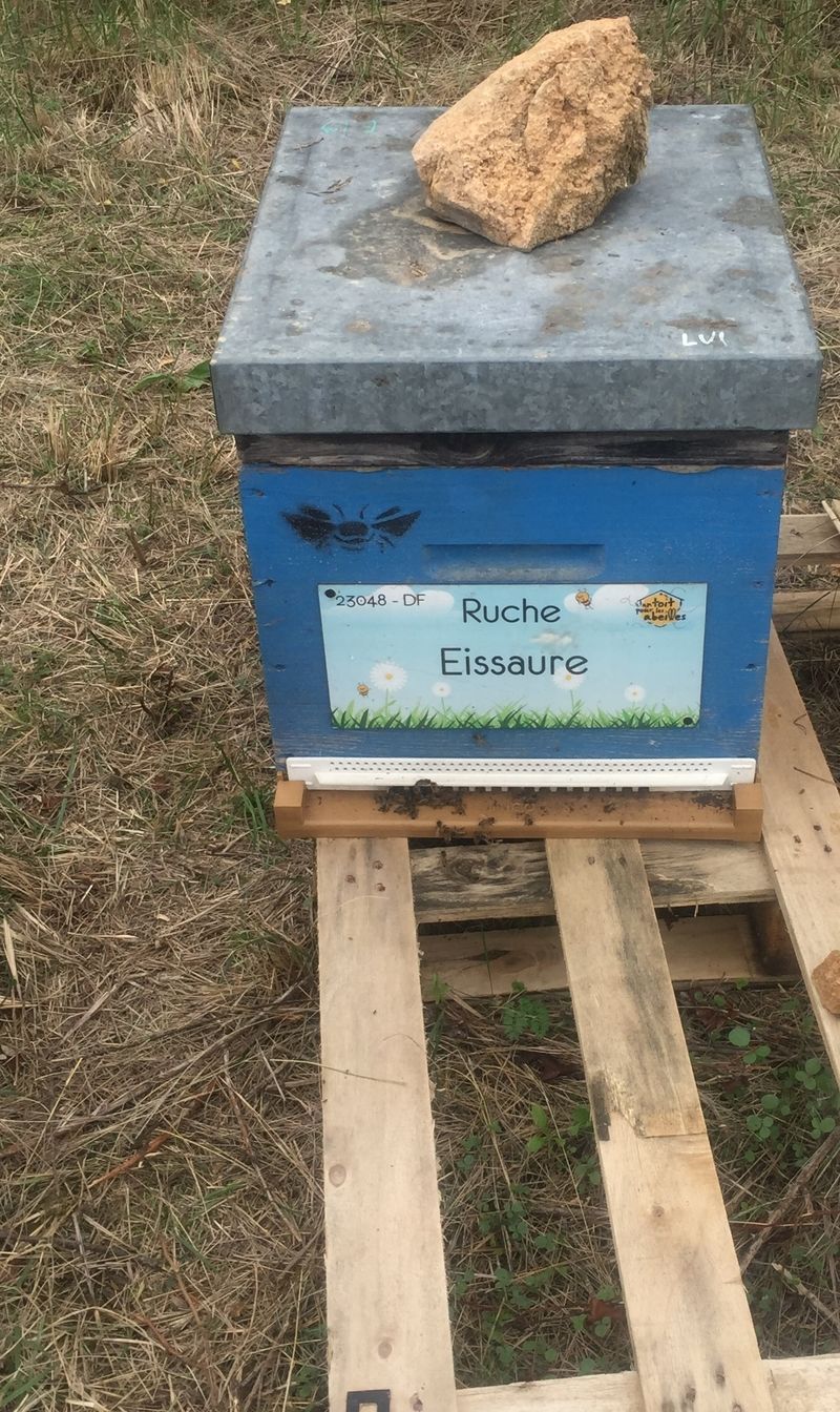 La ruche Eissaure
