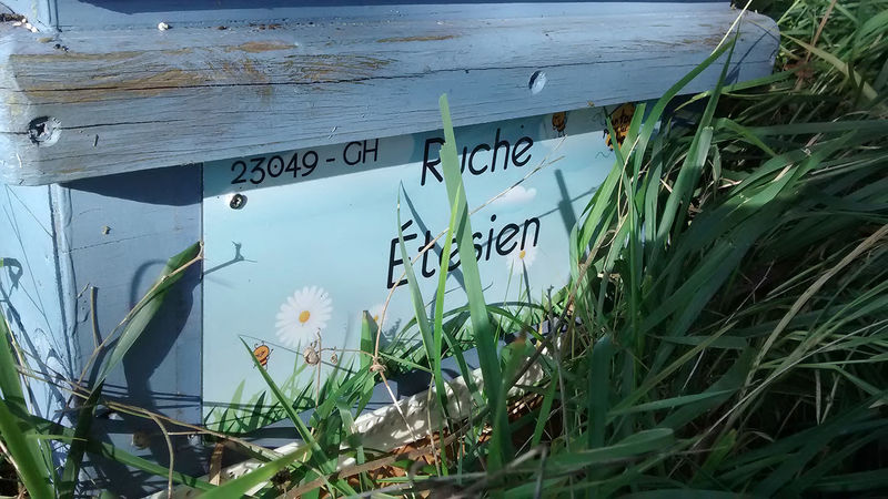 La ruche Étésien