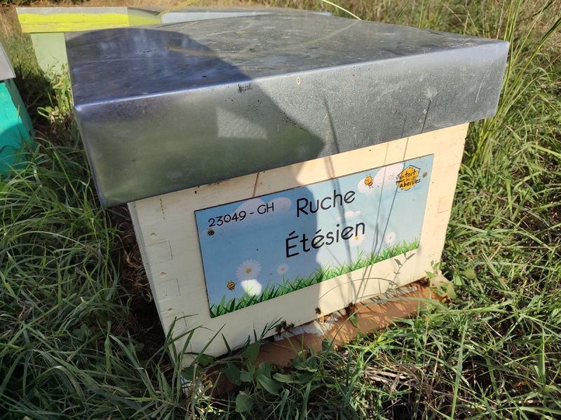 La ruche Étésien