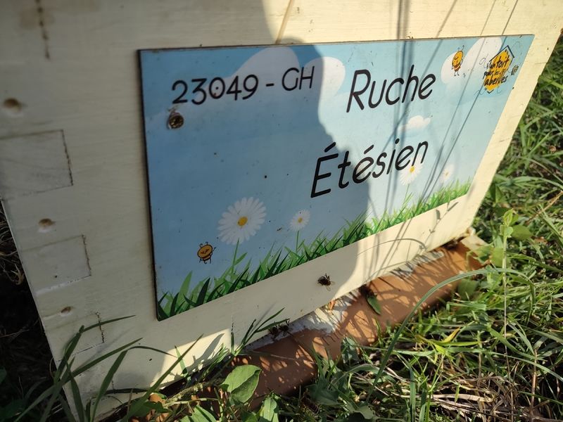 La ruche Étésien