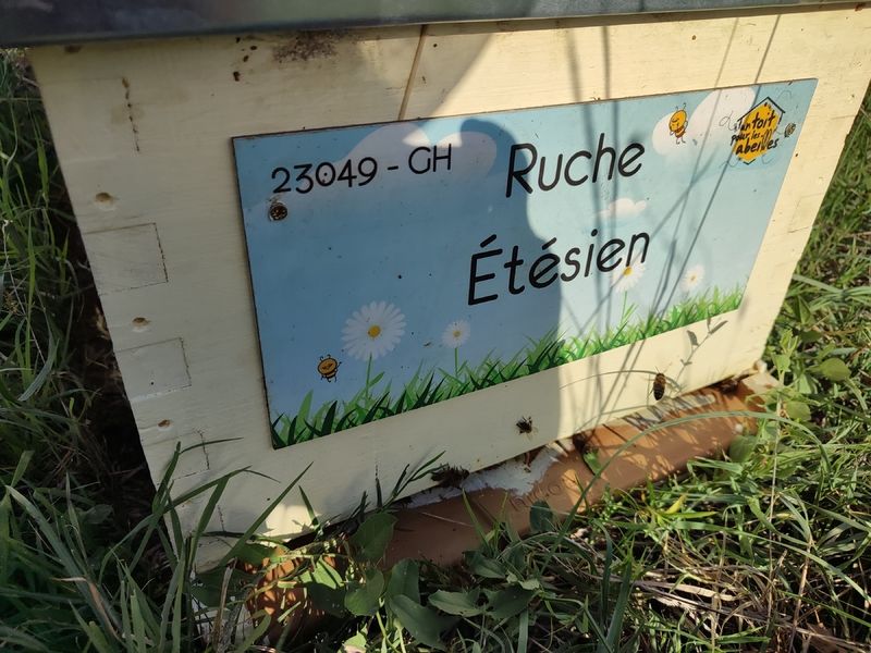 La ruche Étésien