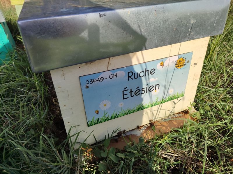 La ruche Étésien