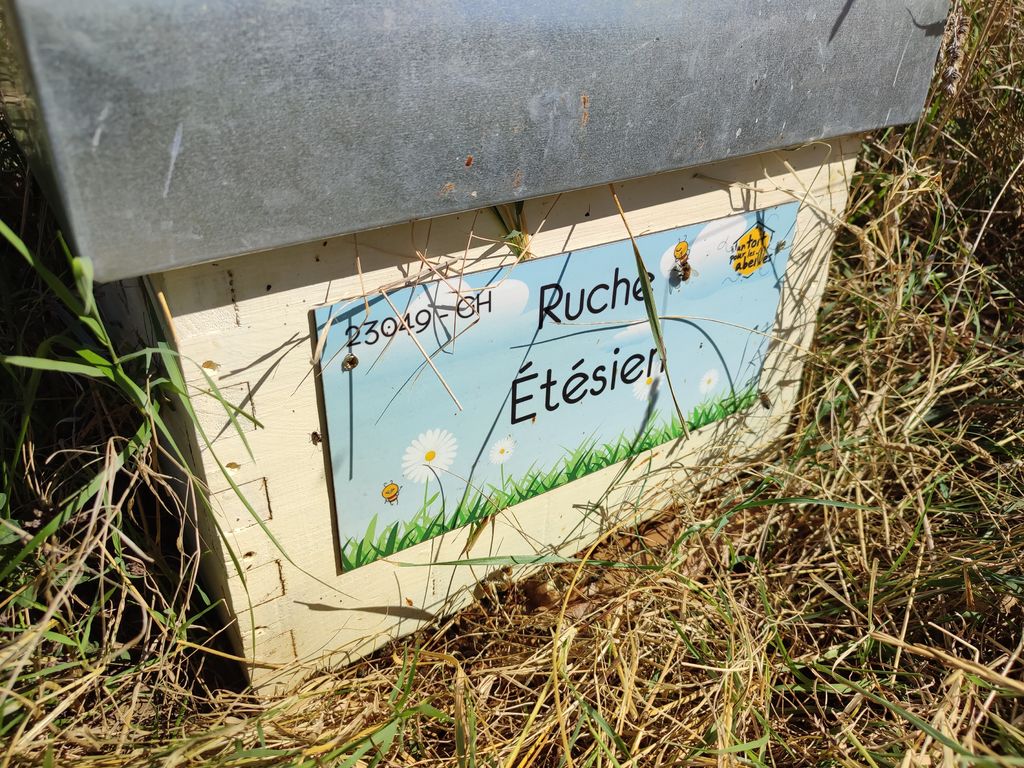 La ruche Étésien