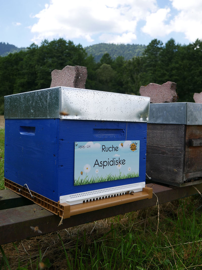 La ruche Aspidiske