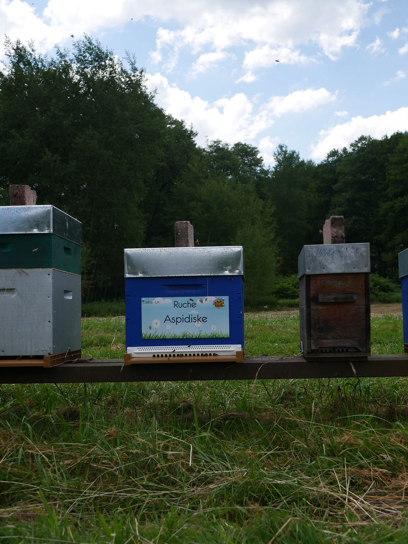 La ruche Aspidiske