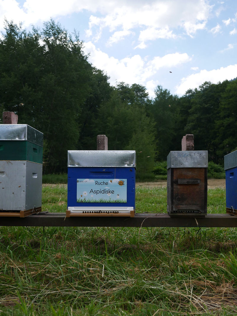 La ruche Aspidiske