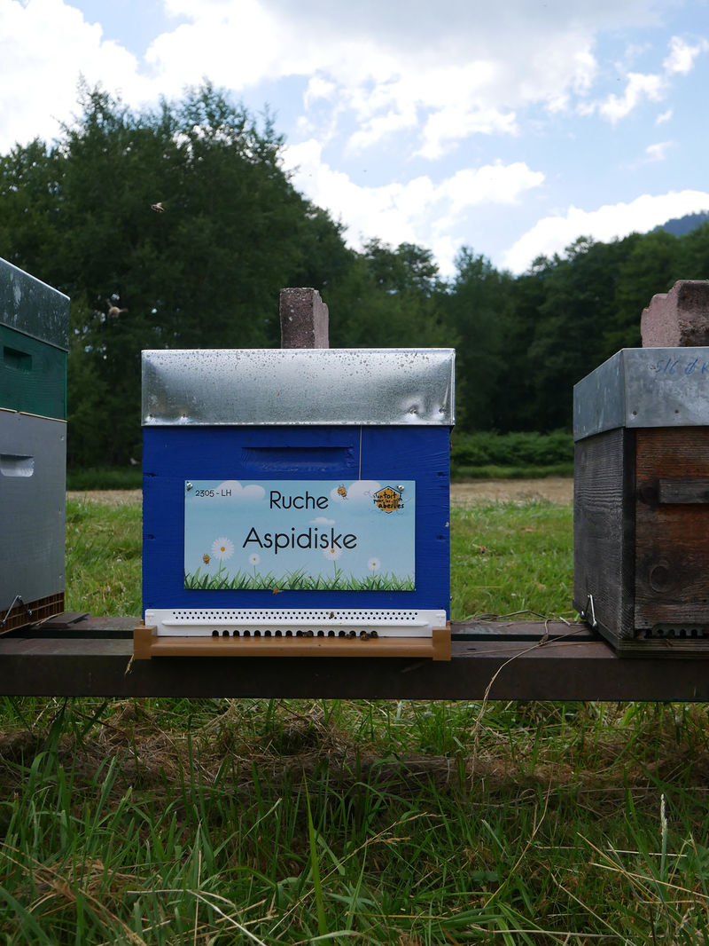 La ruche Aspidiske