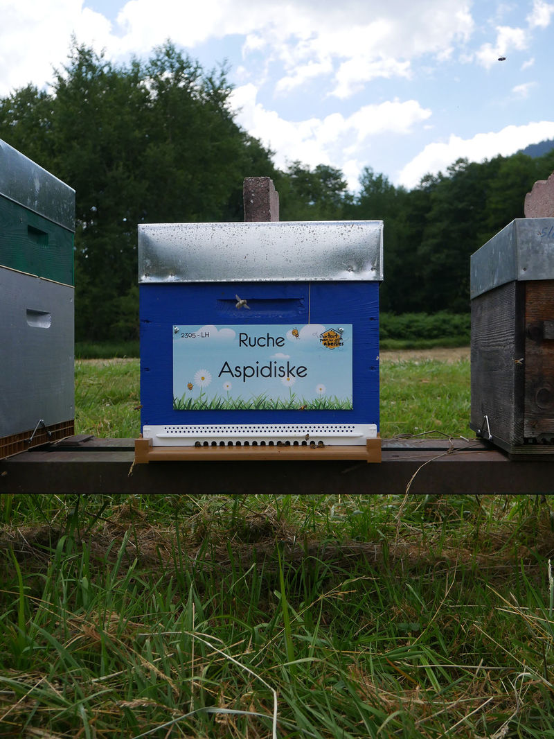 La ruche Aspidiske