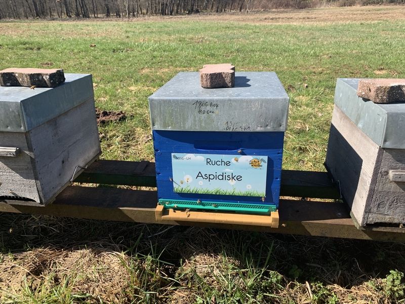 La ruche Aspidiske